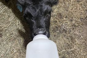 Black calf being fed with a big white calf baby-sized bottle