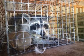 Racoon in cage