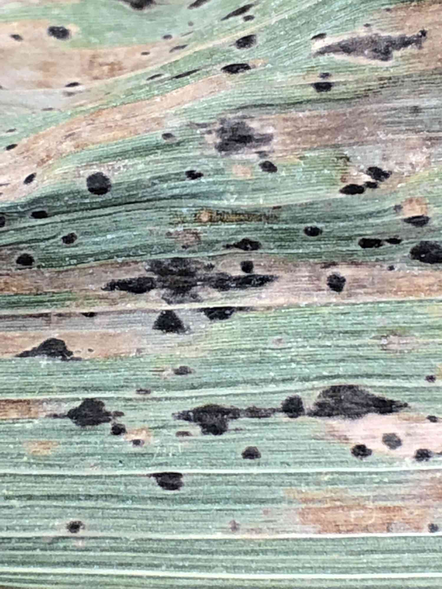 Tar Spot