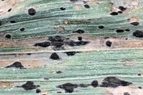 Tar spot has surfaced this year, but not to the extent of 2018.