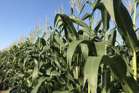 Field of tasseling Illinois corn