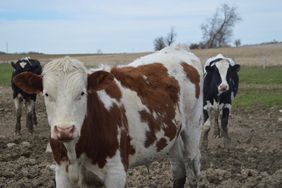 Holstein-Angus Cross cattle