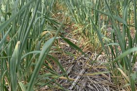 Drought stressed winter wheat crop