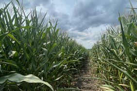 Corn field at BASF research farm in Story, Iowa. 