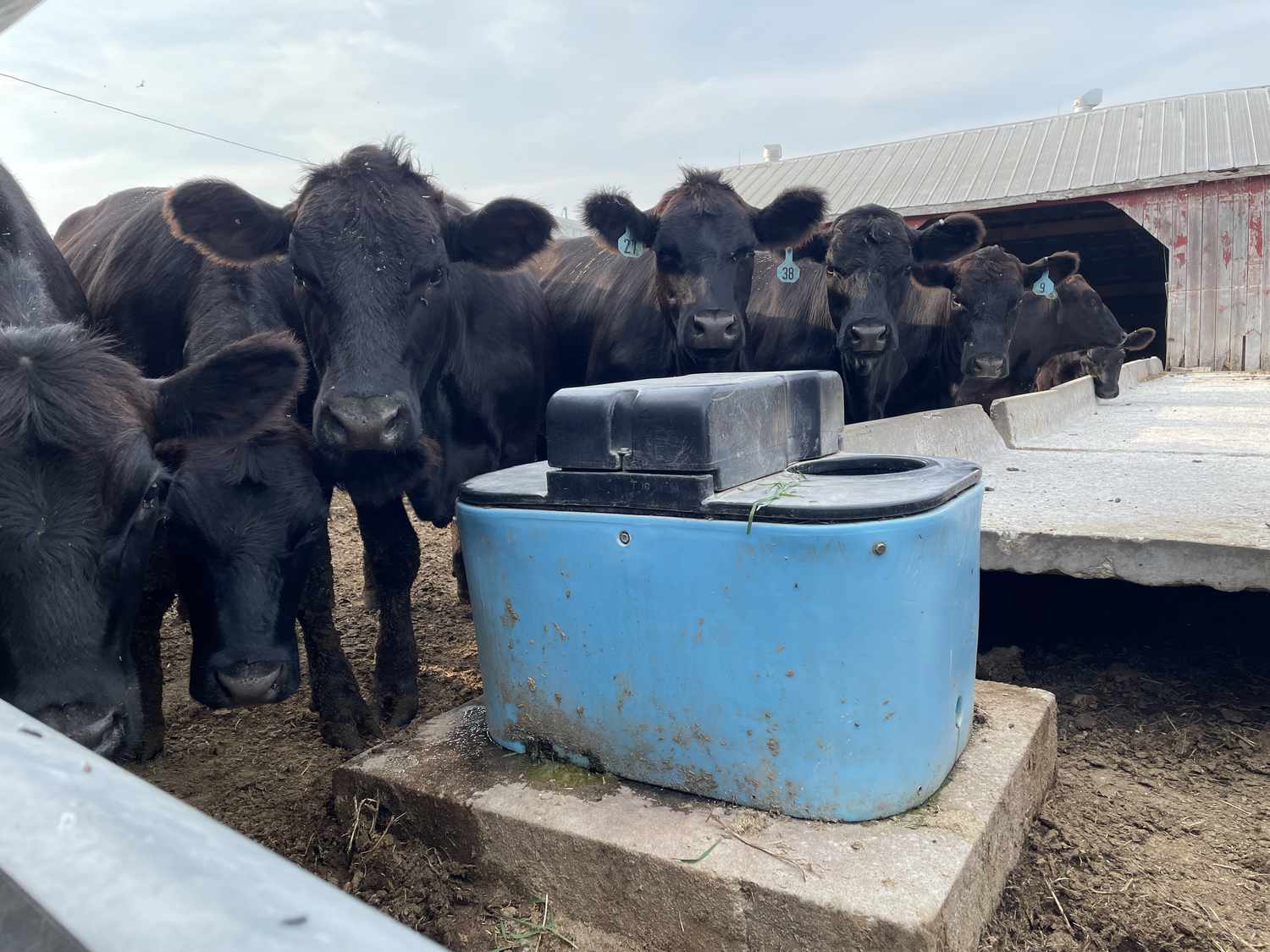 Angus cattle around water tank. 