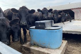 Angus cattle around water tank. 