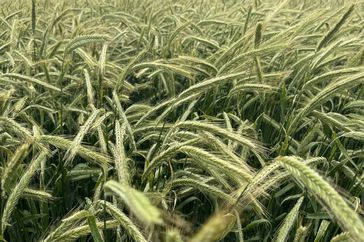 KWS Cereals rye