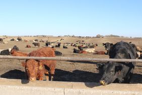 Cattle feeding