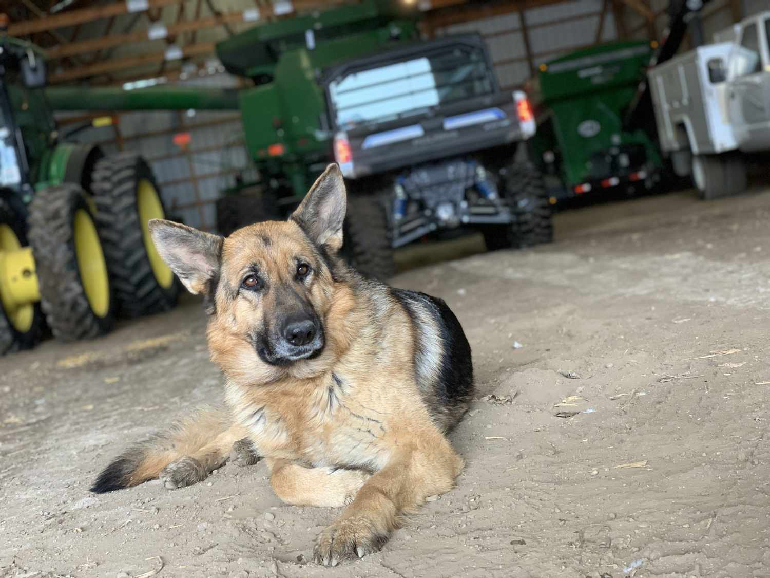 Zach Johnson's dog, Ana, lays in on the dirt floor of the machine shed with a Polaris Ranger and John Deere equipment behind her