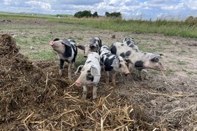 landrace_piglets