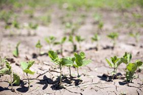 Drought in a soybean field.