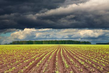 Storm clouds over a corn field early in the growing season.