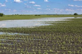 A flooded corn field early in the season.