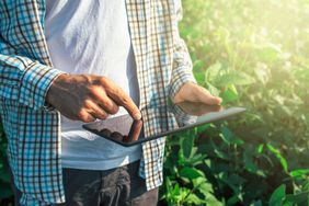 A farmer using a tablet in a soybean field.