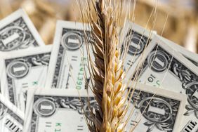 wheat-money-field