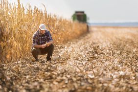 A young farmer inspecting a corn field.