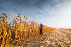 A young farmer stops to inspect his corn field.