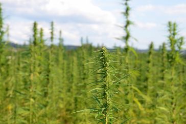 Industrial hemp in the field.