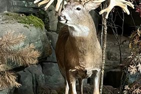 This trophy buck was among the many exhibits that the Nelsons viewed at the Bass Pro Shops Outdoor World in Springfield, Missouri.