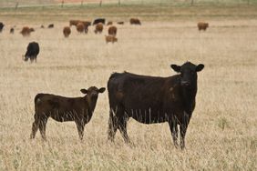 Watch For Signs of Anthrax to Protect Your Livestock