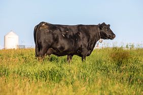 cow wearing vence collar