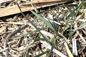 Winter wheat crop in Kansas.