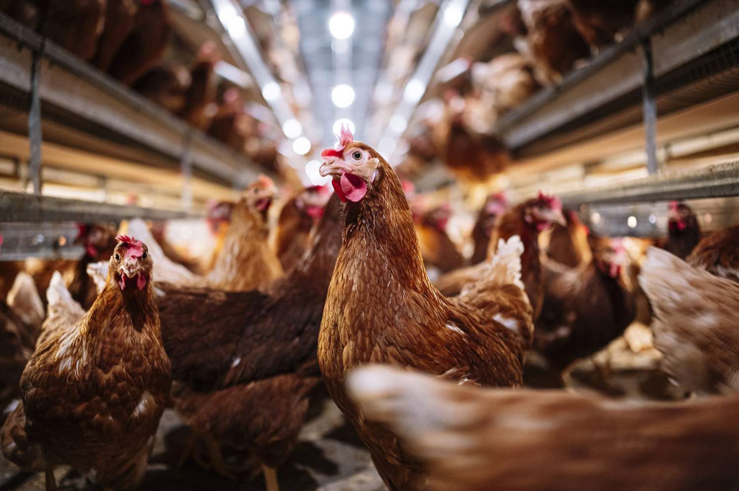 A barn full of brown layer hens