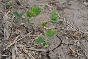 Kelly-Garrett-young-soybean-plant-June-2023