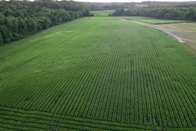 A bird's eye view of a North Carolina corn field at the beginning of July 2024