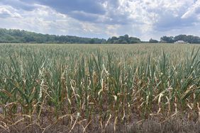 A field of North Carolina corn suffering from drought conditions in July 2024