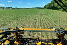 Emerged corn in North Carolina on Kevin Matthews' farm