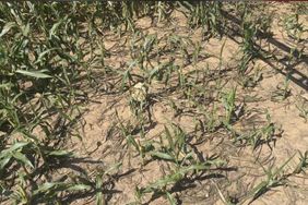 Short drought-stricken corn in a dry North Carolina field