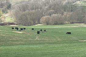 Kelly-Garrett-green-cover-crop-grazing-cattle-Iowa-farm