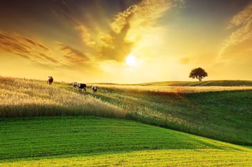 Cows in pasture