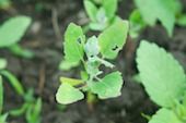 Common lambsquarters seedling