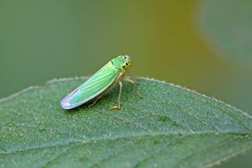 leafhopper