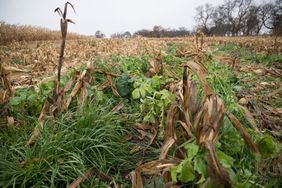 A field of harvested corn has been covered in its cover crop, radishes