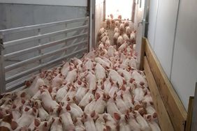 Glut of pigs