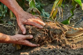 Hands digging up plant roots and soil