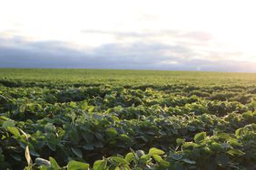 A soybean field as the sun starts to set.