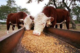 Cattle feed on their meal on the Storm ranch near Austin, Texas, February 7, 2001.