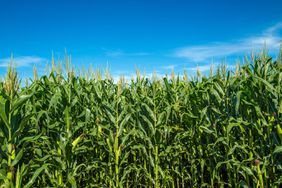 A corn field in the middle of summer.