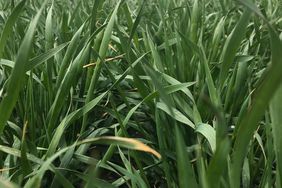 A winter wheat crop in Kansas.