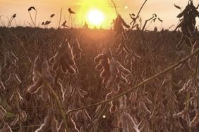 A golden soybean field with loaded pods at sunset on an Arkansas farm in September