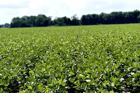 A field of green soybean plants growing in Arkansas with a treeline in the background