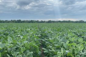 Soybeans growing on Matt Miles farm in Arkansas