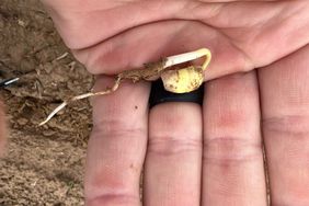 A seedling sits in a farmers' hand