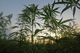 Too Much THC in Hemp is Becoming a Real Buzzkill For The Emerging Industry