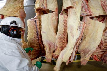 Inspection at meat packing plant