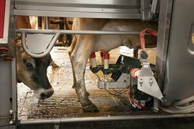 milking-cows-USDA-photo